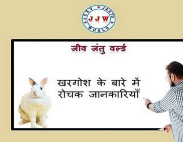 Khargosh Ke Bare me Rochak Jankariyan