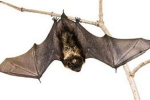 chamgadar ulta kyu latakta hai