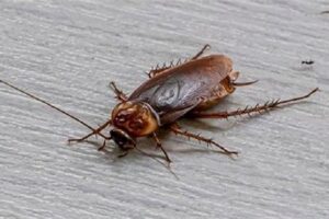 cockroach kya khata hai