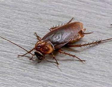 cockroach kya khata hai