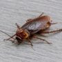 cockroach kya khata hai