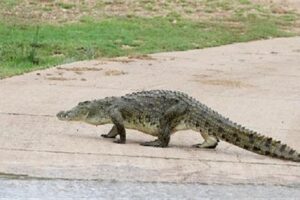 magarmach kya khata hai