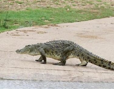 magarmach kya khata hai