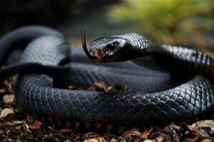 Black Mamba Sabse Khatarnak Prajati