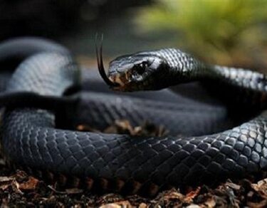 Black Mamba Sabse Khatarnak Prajati