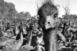 Emu War
