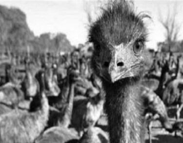 Emu War