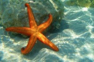 Starfish ke bare me rochak jankariyan