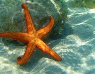 Starfish ke bare me rochak jankariyan