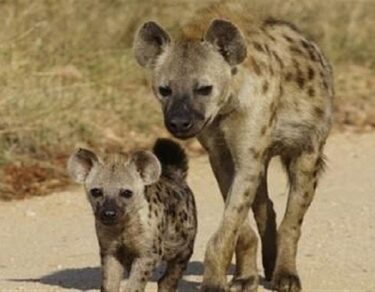 hyena ki veh baat jo koi nahi janta