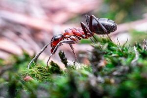 Duniya Ki Sabse Khatarnak Bullet Antff