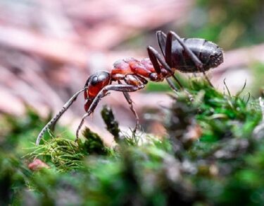 Duniya Ki Sabse Khatarnak Bullet Antff