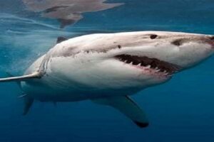 Sabse Khatarnak Shark