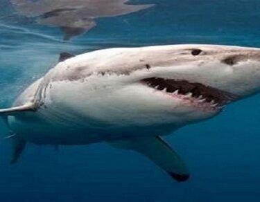 Sabse Khatarnak Shark