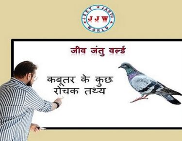 know about pigeon