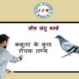 know about pigeon