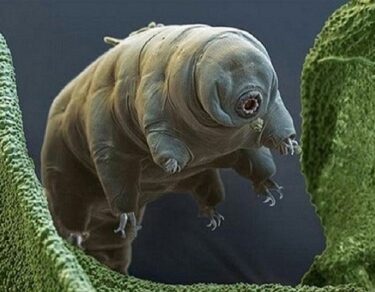 tardigred water bear