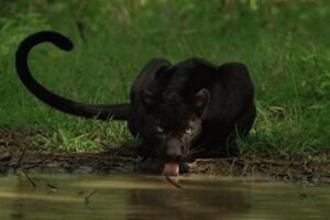 black painthar svabhaav