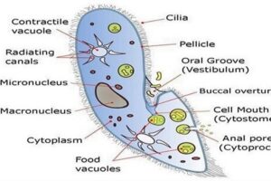 paramecium kya hai aur iski khoj kisne ki