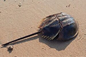 sabse mehnge khoon wala jeev