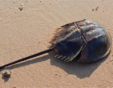 sabse mehnge khoon wala jeev