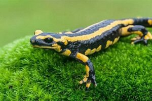 sailamendar kya khata hai