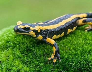 sailamendar kya khata hai