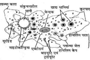 amoeba kya hai kahan paya jata hai