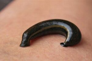 jonk kya hai kaisa hota hai