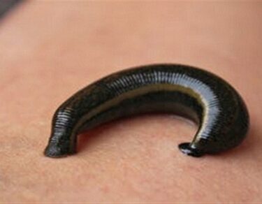 jonk kya hai kaisa hota hai