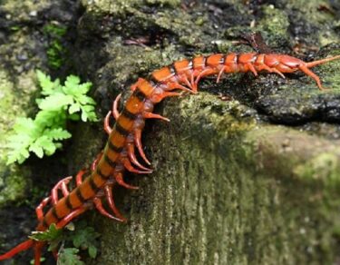 kankhajore ke katne par