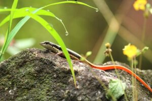 sanp ki mausi ke katne se kya hoga