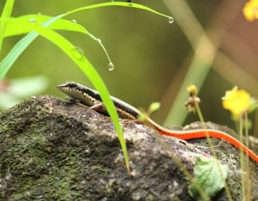 sanp ki mausi ke katne se kya hoga