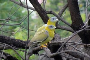 hariyal pakshi kaun hai aur kahan pyaya jata hai