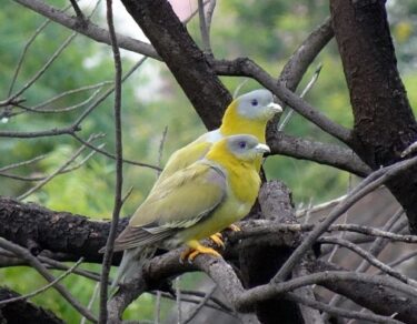 hariyal pakshi kaun hai aur kahan pyaya jata hai