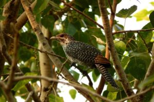 koel kaisi hoti hai usko kaise phchaane