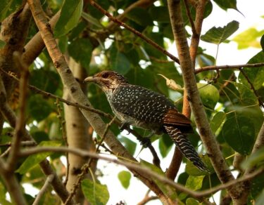 koel kaisi hoti hai usko kaise phchaane