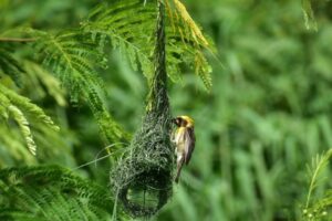 baya pakshi kaun ye ghosla kaise banata hai