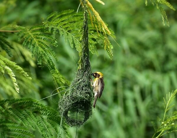 baya pakshi kaun ye ghosla kaise banata hai
