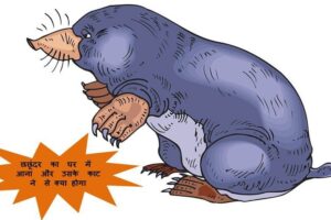 chachundar ka ghar me aana aur uske katne se kya hoga