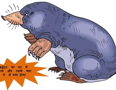 chachundar ka ghar me aana aur uske katne se kya hoga