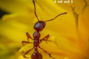 lal chintiyo ko bhagane ke upay aur lal chintiya ghar me kyo aati hai