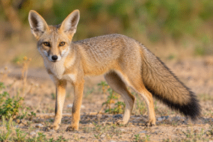 भारतीय लोमड़ी (Indian Fox) – Vulpes bengalensis