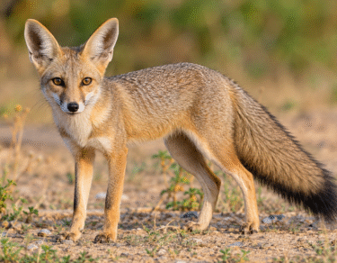 भारतीय लोमड़ी (Indian Fox) – Vulpes bengalensis
