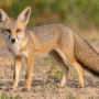 भारतीय लोमड़ी (Indian Fox) – Vulpes bengalensis