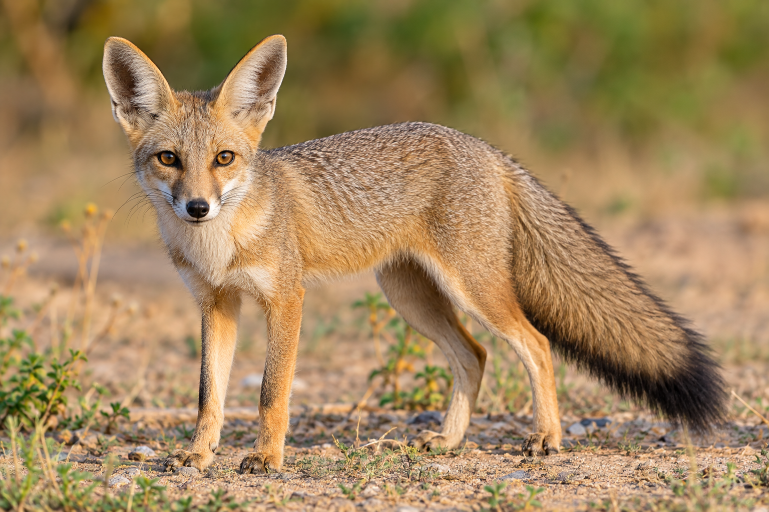 भारतीय लोमड़ी (Indian Fox) – Vulpes bengalensis