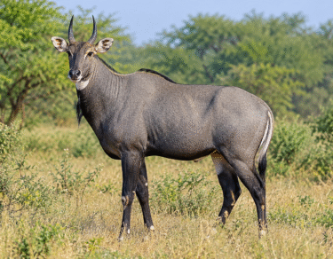 Neelgai (नीलगाय) in natural habitat