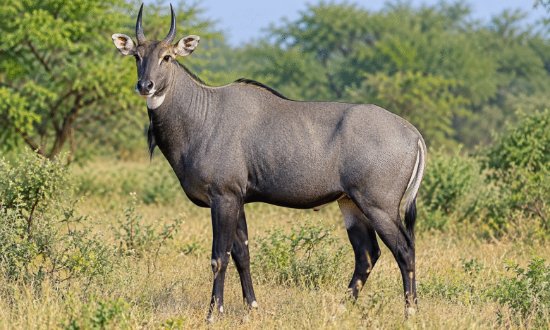 Neelgai (नीलगाय) in natural habitat