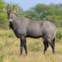 Neelgai (नीलगाय) in natural habitat
