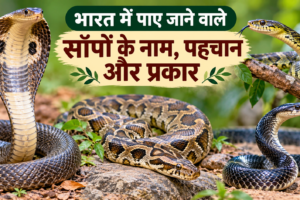 भारत में पाए जाने वाले साँप – कोबरा, अजगर और अन्य प्रजातियाँ
